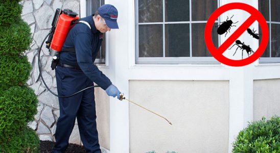 Dedebaşı Fare İlaçlama böcek ilaçlama ve haşere kontrolü — ilaclama-tr.com